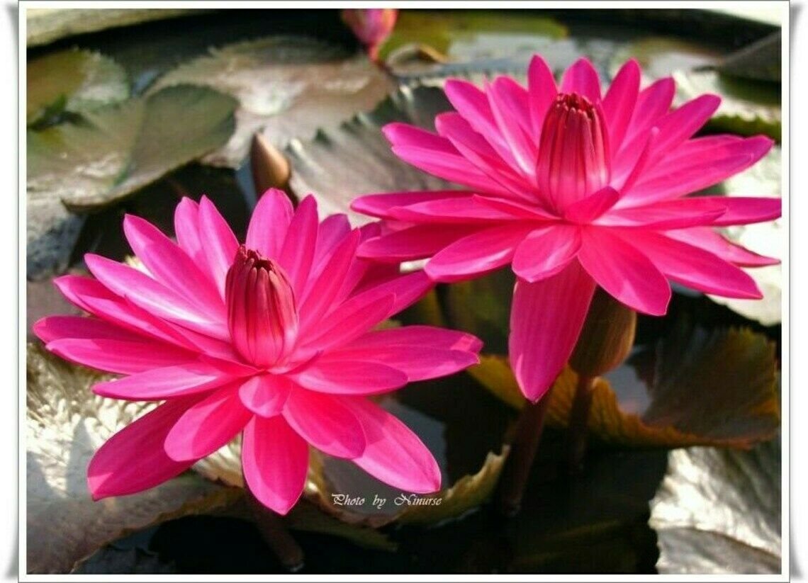 10-nymphaea-red-flare-red-night-blooming-tropical-water-lily-seeds