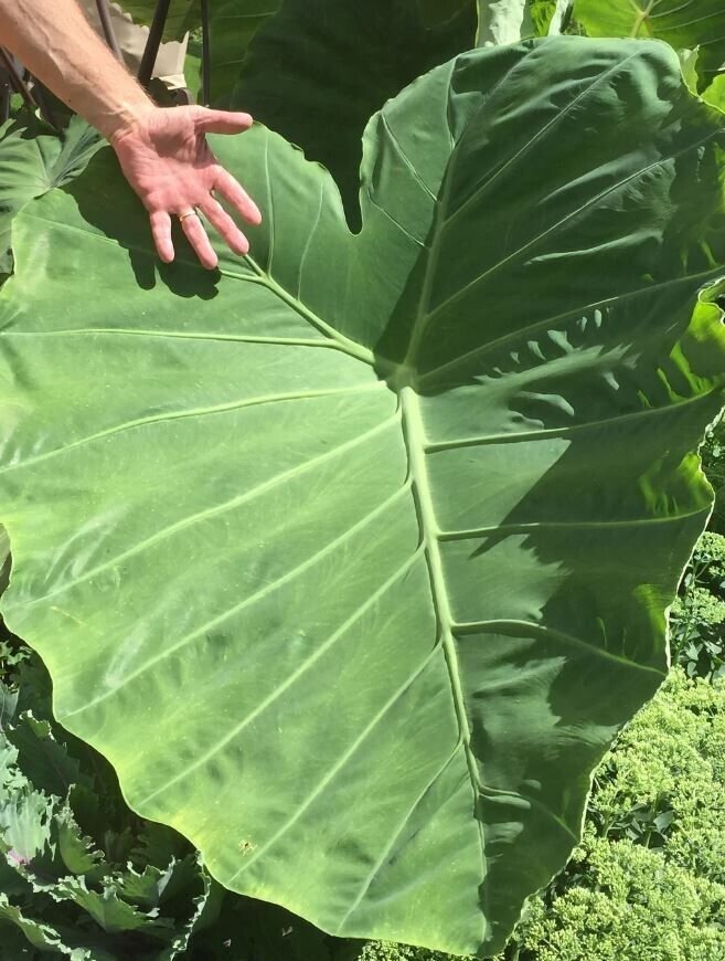 (1ct) Large Mammoth Elephant Ear Bulb Long Sprouts ready By