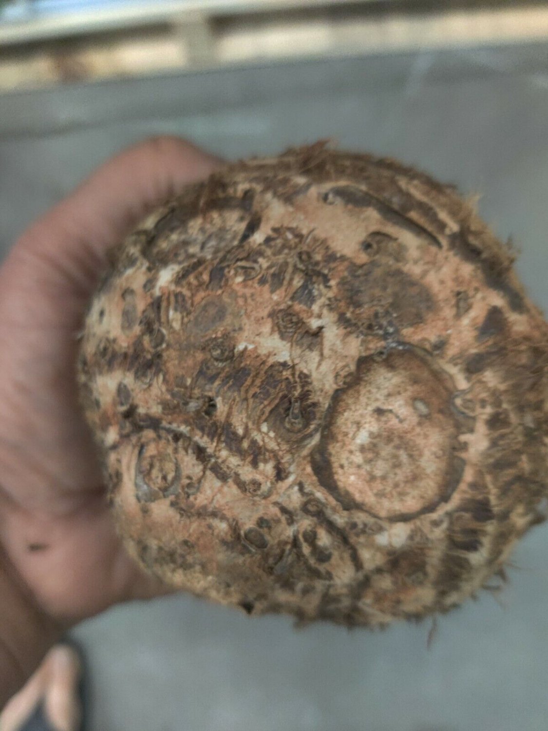 (1ct) Large Mammoth Elephant Ear Bulb Long Sprouts ready By