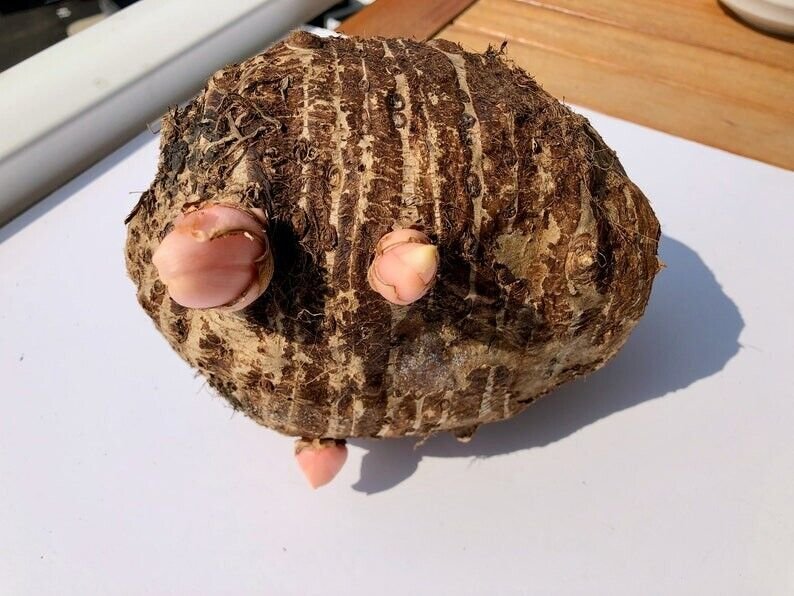 (1ct) Large Mammoth Elephant Ear Bulb Long Sprouts ready By