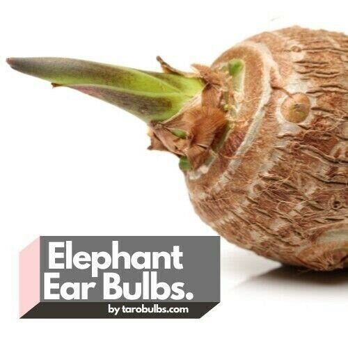 (1ct) Large Mammoth Elephant Ear Bulb Long Sprouts ready By
