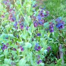10 Seeds Blue Shrimp Plant or Honeywort Cerinthe Major Flower Seeds