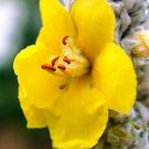 20 Seeds Mullein Seed Ornamental Plant Flowering