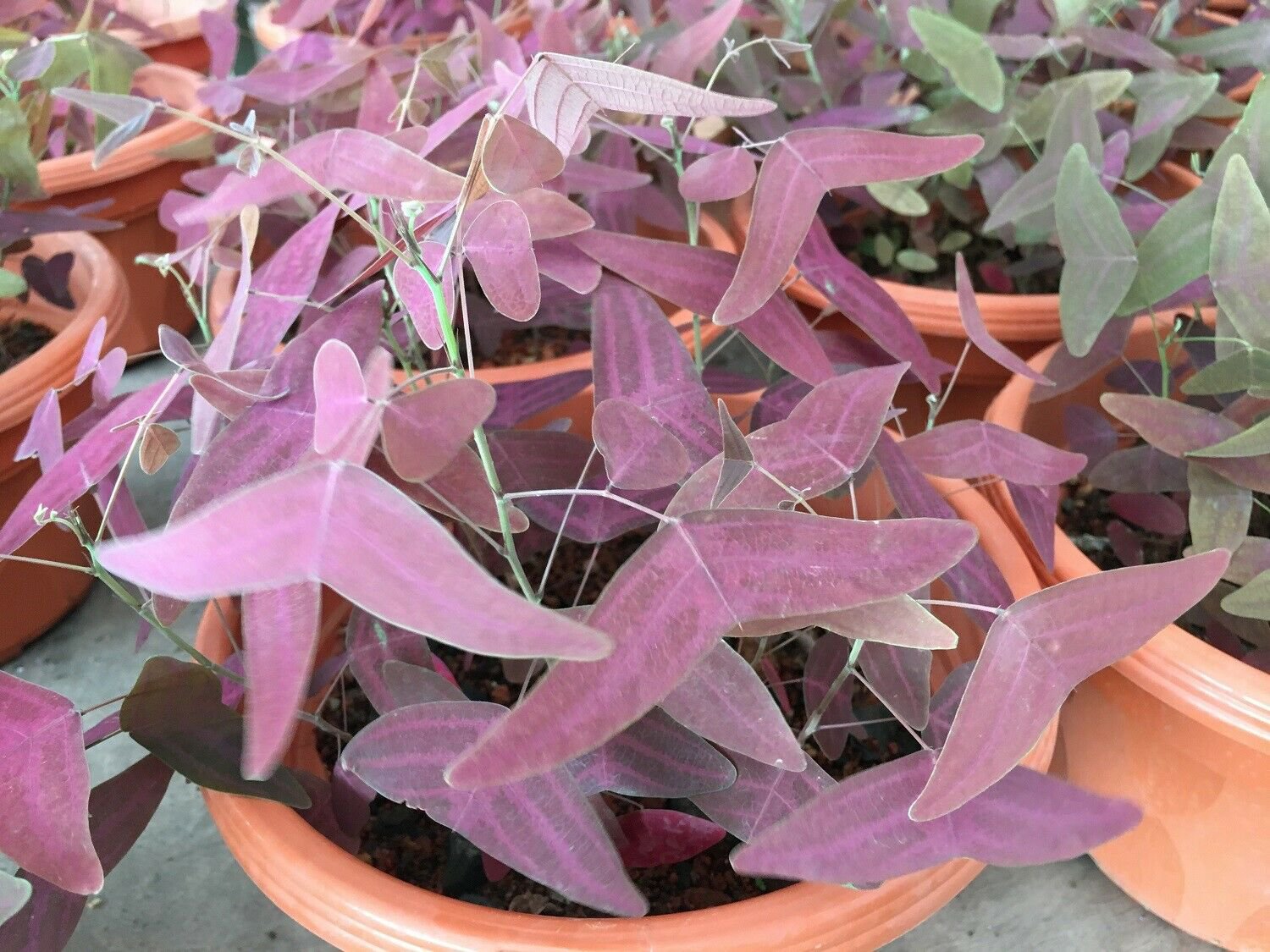 5 Seeds Red Wing Butterfly Plant Christia Vespertilionis Fresh seeds