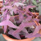 5 Seeds Red Wing Butterfly Plant Christia Vespertilionis Fresh seeds
