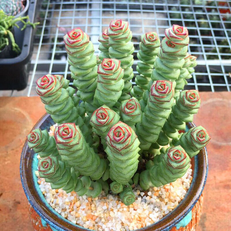 1 Live Rare Crassula cv. 'Jade Necklace' Succulent Plant rooted in 2'' plant pot