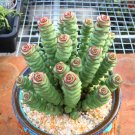 1 Live Rare Crassula cv. 'Jade Necklace' Succulent Plant rooted in 2'' plant pot