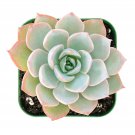 1 Live Fresh Echeveria Desmetiana De Smet Rosette Succulent Rooted in 2” Plant Pot