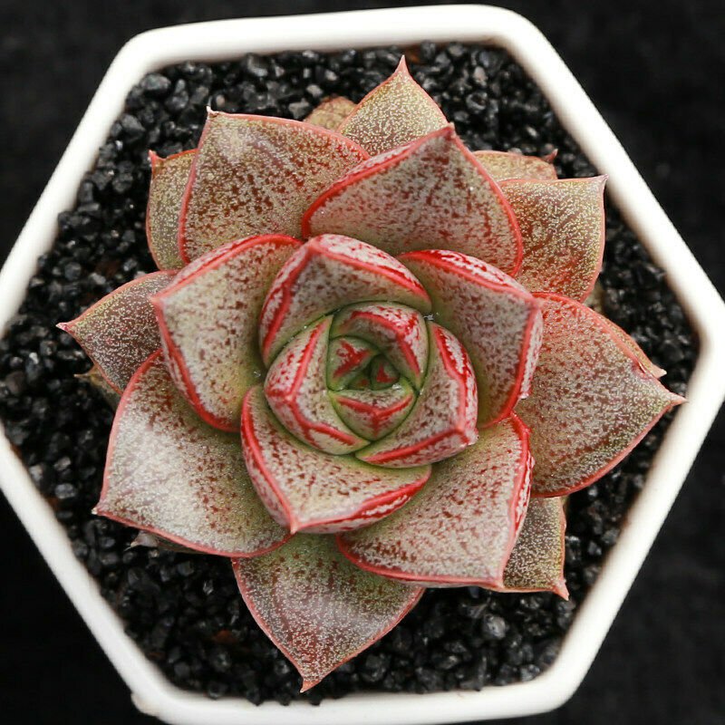 1 Live Echeveria Purpusorum Rosette Succulent Plant Fully rooted in 2'' plant pot