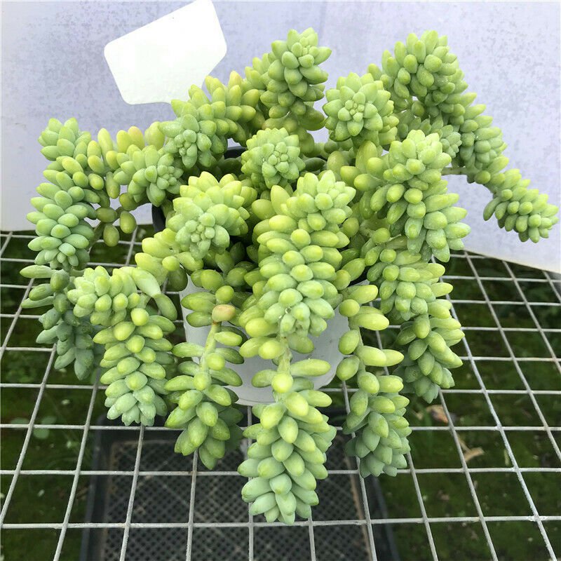 1 Live Fresh Burro's Tail (Long Stems) Succulent Plant Rooted in 4'' Plant Pot