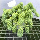 1 Live Fresh Burro's Tail (Long Stems) Succulent Plant Rooted in 4'' Plant Pot