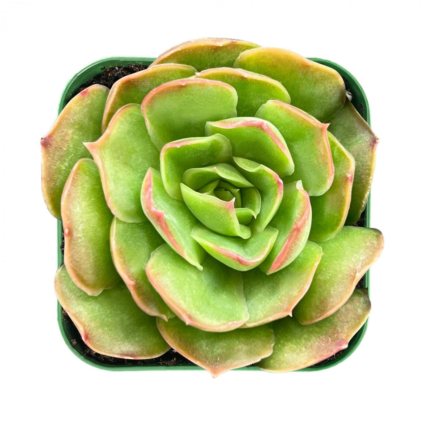 1 Live Fresh Rosette Echeveria Love Letter Succulent Fully Rooted in 2'' Plant Pot