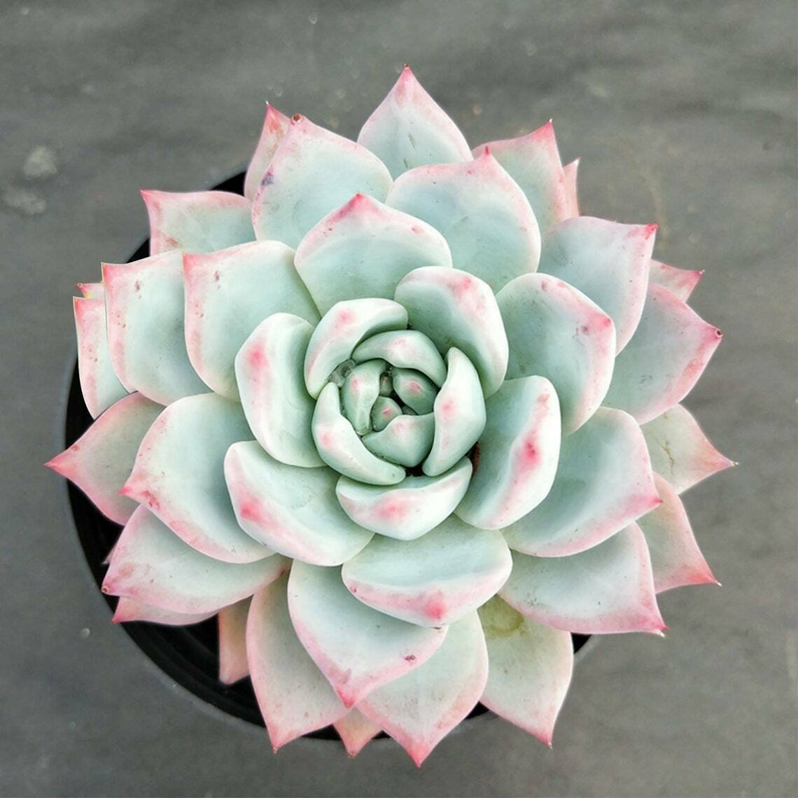 1 Live Rosette Echeveria Pink Tips Succulent Plant Fully Rooted in 4'' Plant Pot