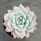1 Live Rosette Echeveria Pink Tips Succulent Plant Fully Rooted in 4'' Plant Pot