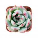 1 Live Rare Echeveria 'Chihuahuaensis' Succulent Fully Rooted in 2 inch Plant Pot