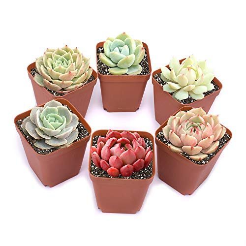4 Assorted Rosette or Echeveria Succulent Rooted in 2" Plant Pot For Garden Decor