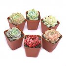 4 Assorted Rosette or Echeveria Succulent Rooted in 2" Plant Pot For Garden Decor