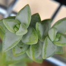1 Live Rare Sedum Rubrotinctum 'Roseum' Succulent, Fully Rooted in 2'' Plant Pot