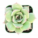 1 Live Fresh Echeveria 'Pink Tips' Succulent Plant Fully Rooted in 2'' Plant Pot