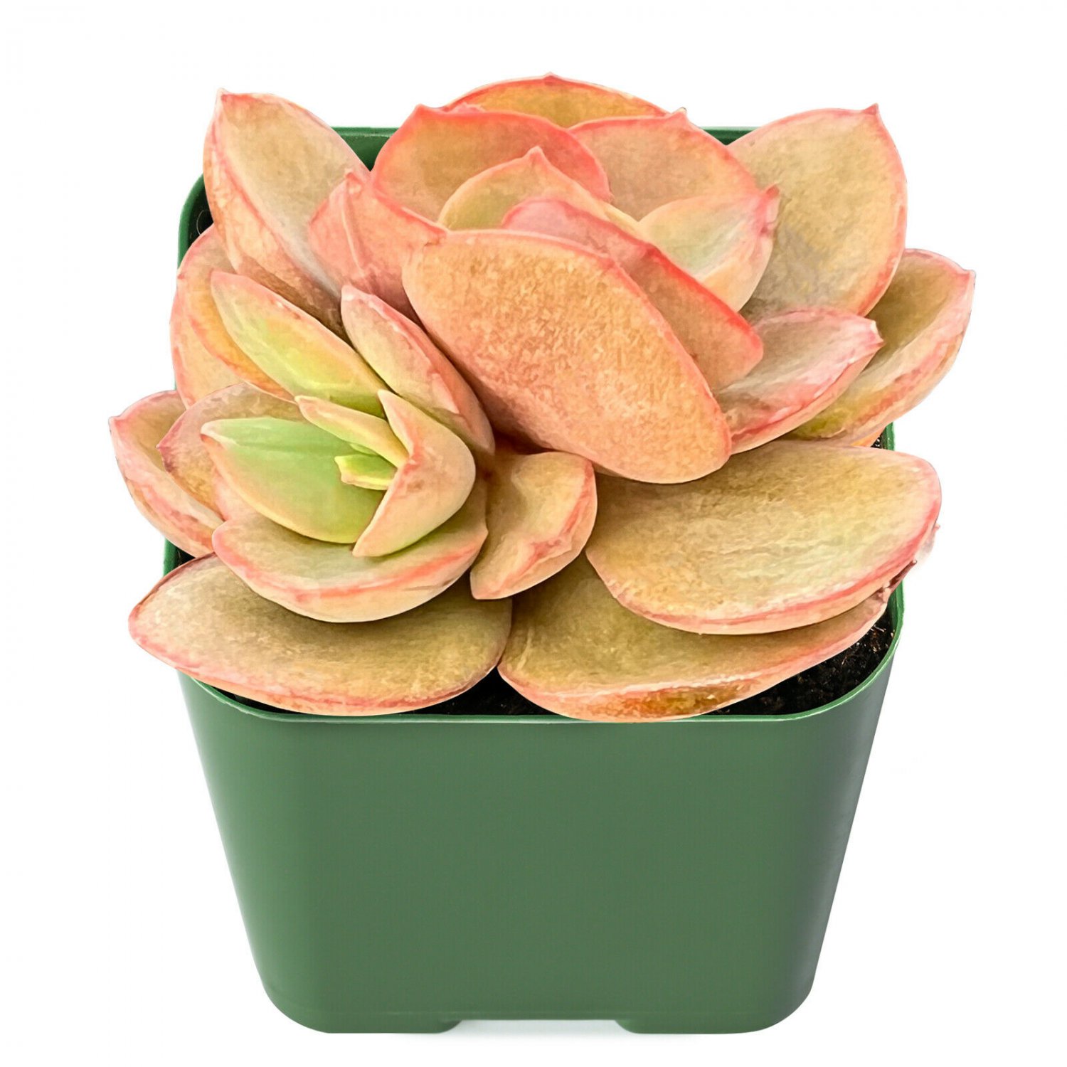 1Plant Echeveria 'Suyon' Rosette Succulent Rooted in 2" Plant Pot For House Party Decor