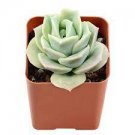 1 Echeveria Lovely Rose Succulent Plant Rooted in 2" Plant pot for Indoor Decor