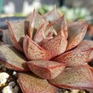 1 Live Echeveria Purpusorum Rosette Succulent Plant Fully rooted in 2'' plant pot