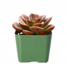 1 Live Echeveria Melaco Succulent Plants Rooted in 2'' Plant Pot For Indoor Decor
