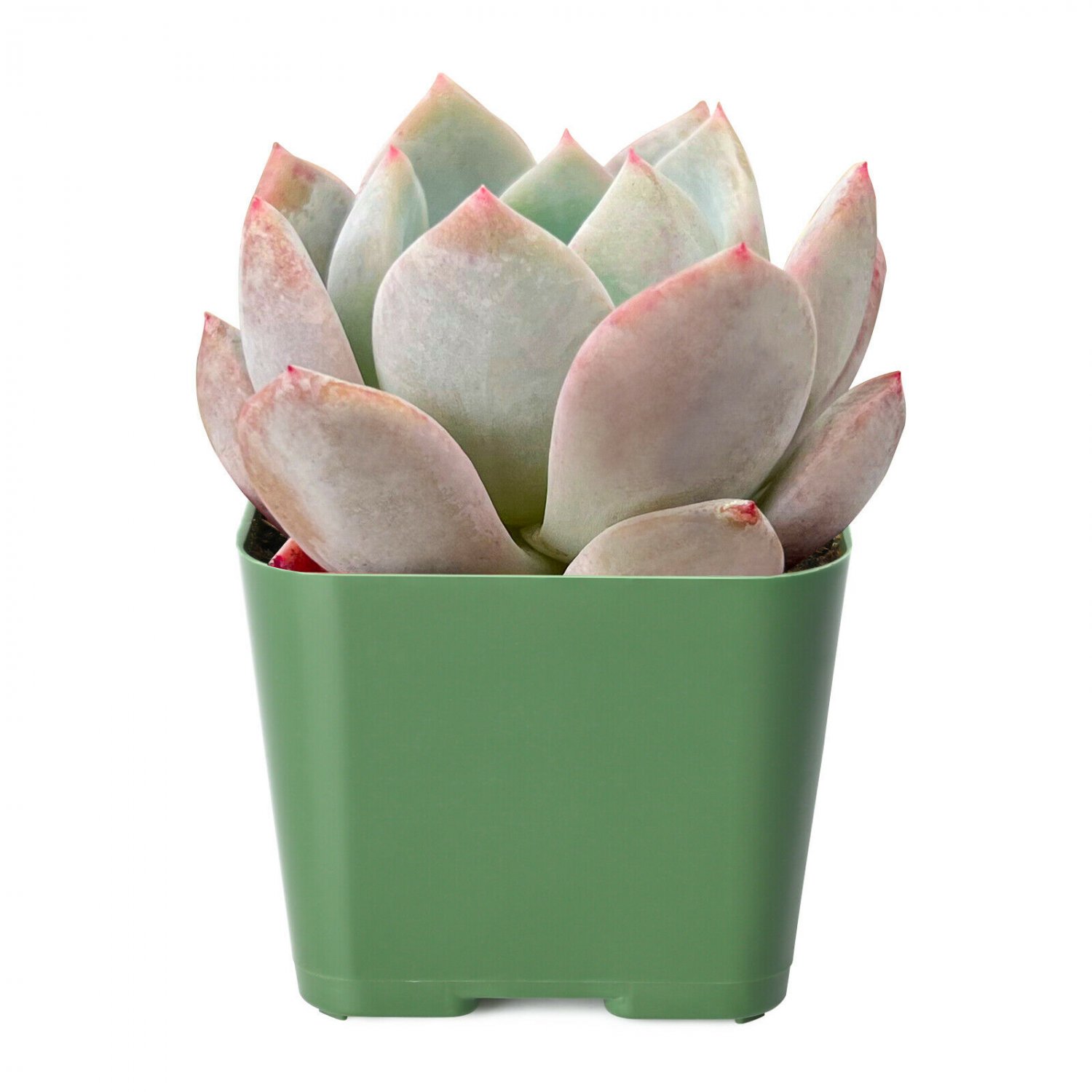 1 Live Fresh Rosette Echeveria Snow Angel Plant, Fully Rooted in 2 inch Plant Pot