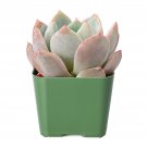 1 Live Fresh Rosette Echeveria Snow Angel Plant, Fully Rooted in 2 inch Plant Pot