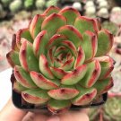 1 Echeveria Puli-lindsayana Rooted in Plant Pot Succulent Plant For House Decor