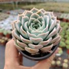 1 Live Fresh Rosette Echeveria Joselrin Succulent Plant Rooted in 4'' Plant Pot