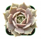 1 Live Rare Echeveria Lola Succulent Plant Fully Rooted in 2'' Plastic Plant Pot