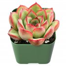 4 packs live Echeveria Lovely Rose Succulent Plants fully Rooted in 2" Plant pot