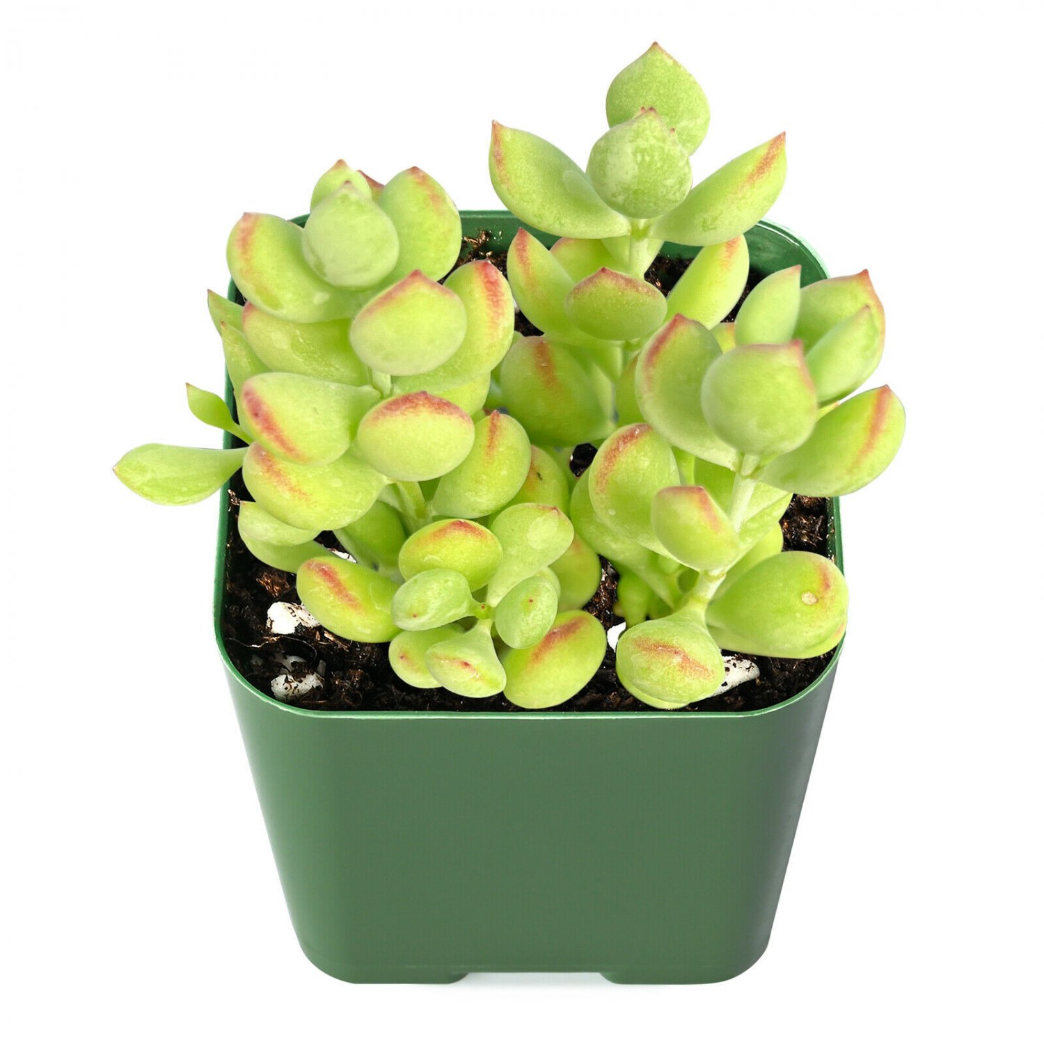 1 Rare Cotyledon Pendens Rooted in 2&acirc;�� Plant pot Great for Garden Indoor Wall Decor