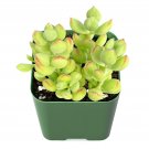 1 Rare Cotyledon Pendens Rooted in 2” Plant pot Great for Garden Indoor Wall Decor