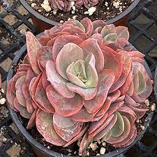 1 Echeveria Suyon Rosette Succulent Plant Potted in 4'' Plant Pot for indoor decor