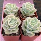 5 Packs Live Echeveria Lovely Rose Succulent Plants fully Rooted in 2" Plant pot