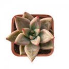 1 Live Echeveria 'Psyche' Rosette Succulent Rooted in 2" Plant Pot for house Decor