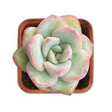 1 Live Fresh Echeveria Sensation Succulent Plant Fully Rooted in 2 inch Plant Pot