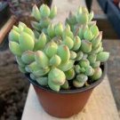 1 Live Rare Cotyledon Pendens succulent Rooted in 4” Planter pot for Indoor Decor