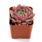 1 Live Echeveria Sedeveria 'Pink Ruby' Succulent Plant Rooted in 2 inch Plant Pot