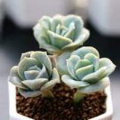 3 packs Live Echeveria Lovely Rose Succulent Plants fully Rooted in 2" Plant pot