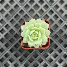 1 Rare Live Echeveria derenbergii Succulent plant Fully Rooted in 2 inch Plant Pot