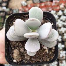 1 Cotyledon Orbiculata CV. Succulent Plant Rooted in 2" Plant Pot For Indoor decor