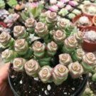 1 Live Rare Crassula cv. 'Jade Necklace' Succulent Plant rooted in 2'' plant pot