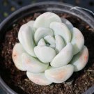 1 Live Rare Echeveria Ice Green Succulent Plant Fully Rooted in 2'' Plant Pots