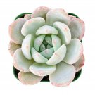 1 Live Fresh Rosette Echeveria Snow Angel Plant, Fully Rooted in 2 inch Plant Pot