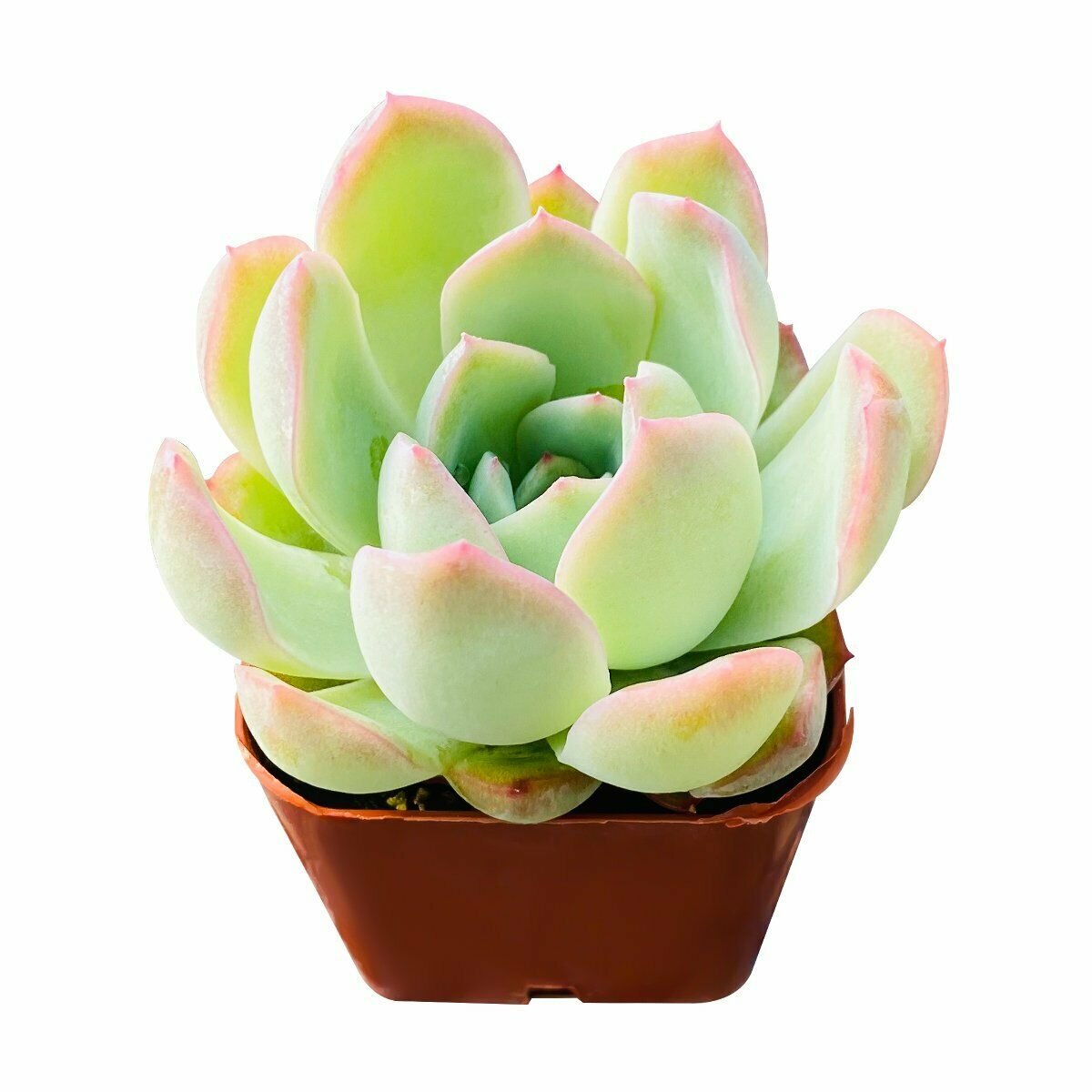 1 Live Fresh Echeveria 'Suryeon' Rosette Succulent, Fully Rooted in 2'' Plant Pot