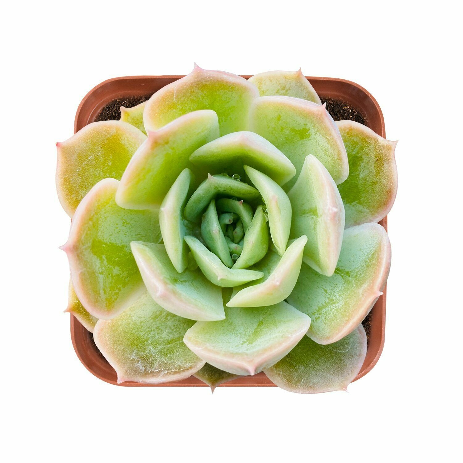 1 Live Fresh Echeveria cv. Onslow Succulent Plant Fully Rooted in 2 inch Plant Pot