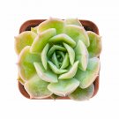 1 Live Fresh Echeveria cv. Onslow Succulent Plant Fully Rooted in 2 inch Plant Pot